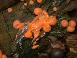Lycogala epidendron, inner creamy substance oozes from squashed or punctured fresh specimens.
